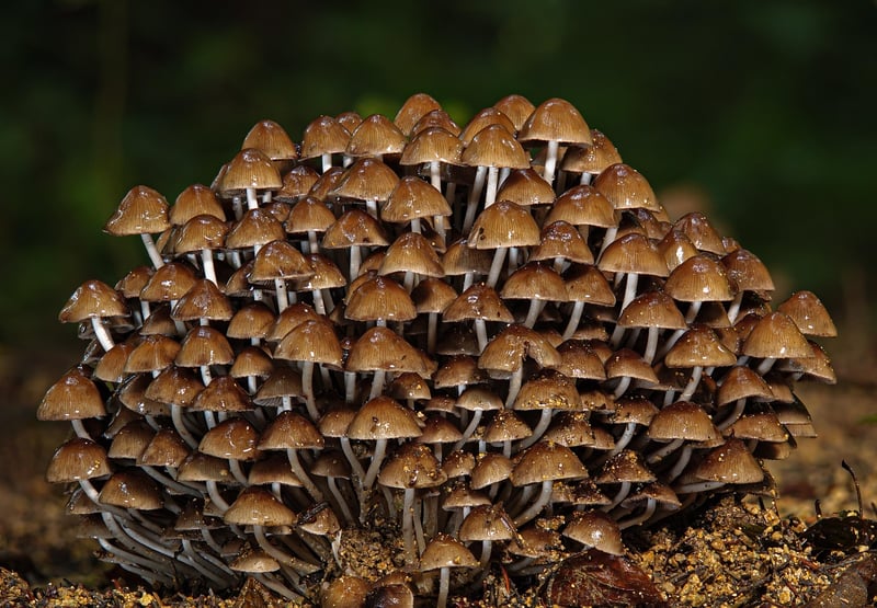 Forest Keepsakes