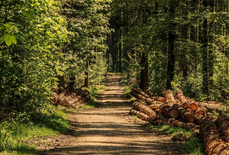 Forest Wood